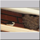 Delichon urbica - Mehlschwalbe 04.jpg